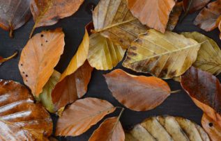 Rüyada Ağaç Yaprak Görmek