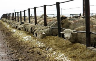 Rüyada Ağıl Görmek