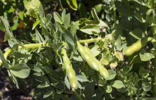 Rüyada Acı Bakla Görmek