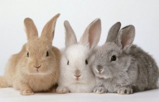 Rüyada Ada Tavşanı Görmek