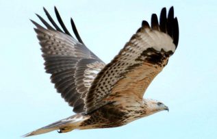 Rüyada Şahin Görmek