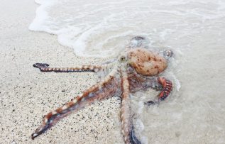 Rüyada Ahtapot Görmek