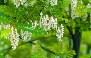 Rüyada Akasya Görmek