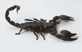 Rüyada Akrep Görmek