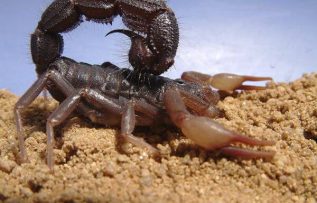 Rüyada Akrep Öldürmek