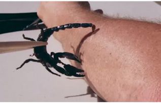 Rüyada Akrep Sokması