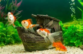 Rüyada Akvaryum Görmek