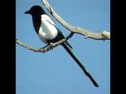 Rüyada Alaca Karga Görmek