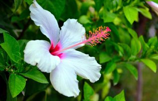 Rüyada Amber Çiçeği Görmek