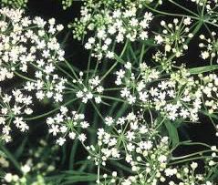 Rüyada Anason Görmek