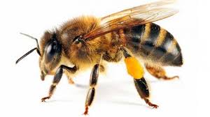 Rüyada Arı Beyi Görmek