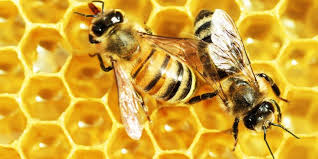 Rüyada Arı Görmek