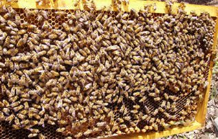 Rüyada Arı Kovanı Görmek