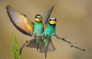 Rüyada Arı Kuşu Görmek