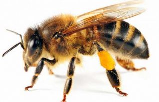 Rüyada Arı Öldürmek