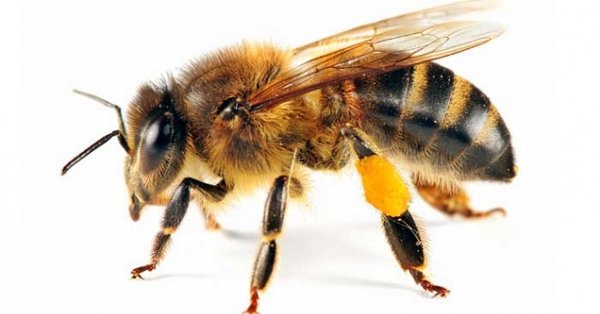 Rüyada Arı Öldürmek