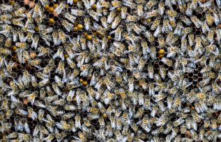 Rüyada Arı Sürüsü Görmek