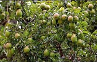 Rüyada Armut Ağacı Görmek