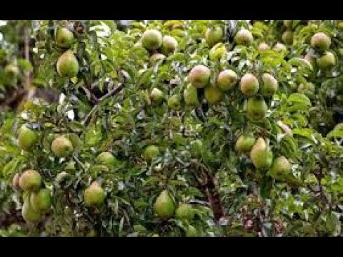 Rüyada Armut Ağacı Görmek