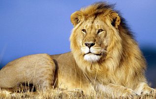 Rüyada Aslan Görmek