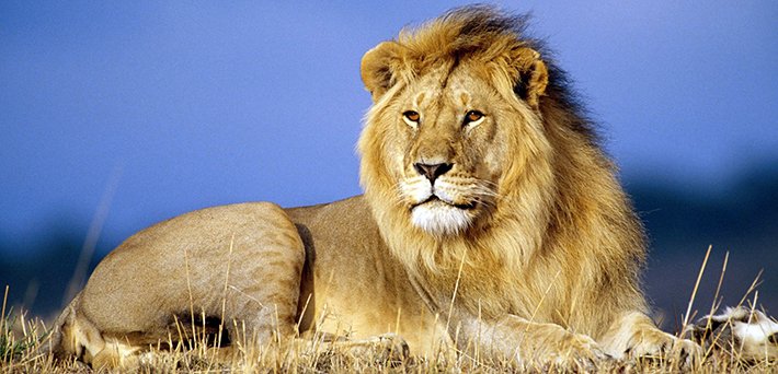 Rüyada Aslan Görmek