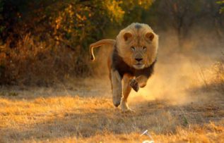 Rüyada Aslandan Kaçmak