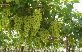 Rüyada Asma Görmek