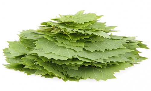 Rüyada Asma Yaprağı Görmek