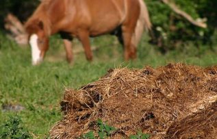 Rüyada At Gübresi (Tersi) Görmek