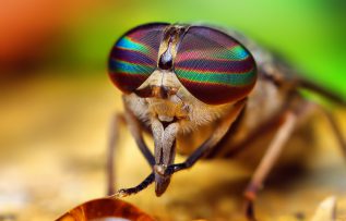 Rüyada At Sineği Görmek