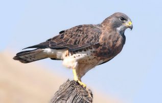 Rüyada Atmaca Görmek