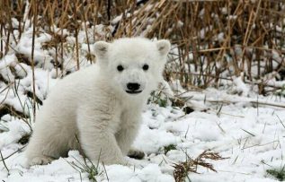 Rüyada Ayı Yavrusu Görmek