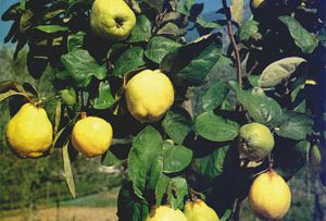 Rüyada Ayva Ağacı Görmek