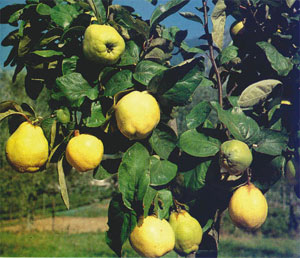 Rüyada Ayva Ağacı Görmek