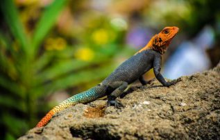 Rüyada Büyük Kertenkele Görmek