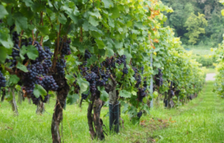 Rüyada Bağ Asması Görmek