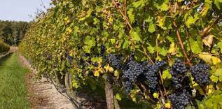 Rüyada Bağ Görmek