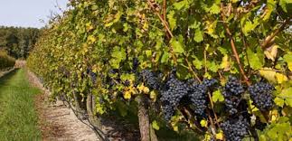 Rüyada Bağ Görmek