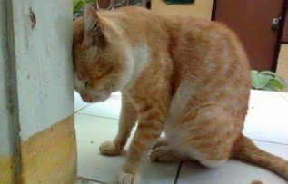 Rüyada Başını Taşa Vurmak