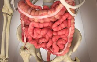 Rüyada Bağırsak Görmek