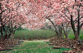 Rüyada Badem Ağacı Görmek