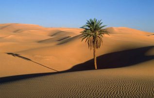 Rüyada Badiye Görmek