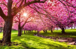 Rüyada Bahar Açtığını Görmek