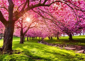 Rüyada Bahar Açtığını Görmek