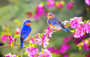 Rüyada Bahar Görmek