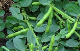 Rüyada Bakla Satıcısı Görmek