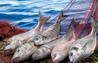 Rüyada Balık Görmek