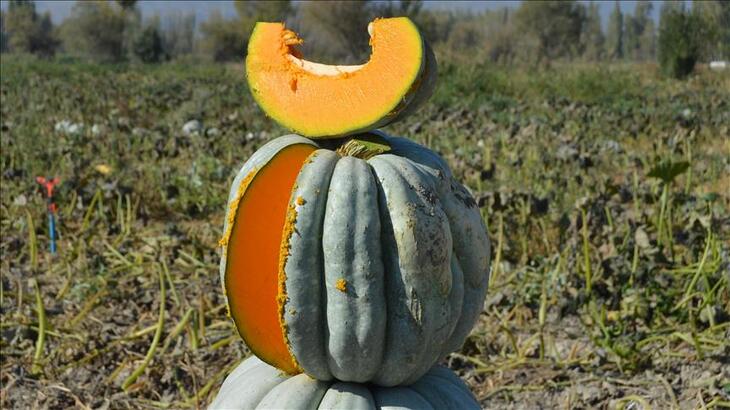 Rüyada Bal Kabağı Görmek