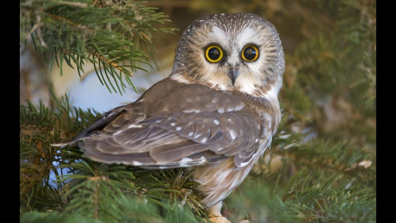 Rüyada Baykuş Görmek