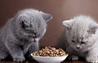 Rüyada Beslediğini Görmek